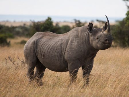 World of Animals magazine launches new campaign to save rhinos | All ...